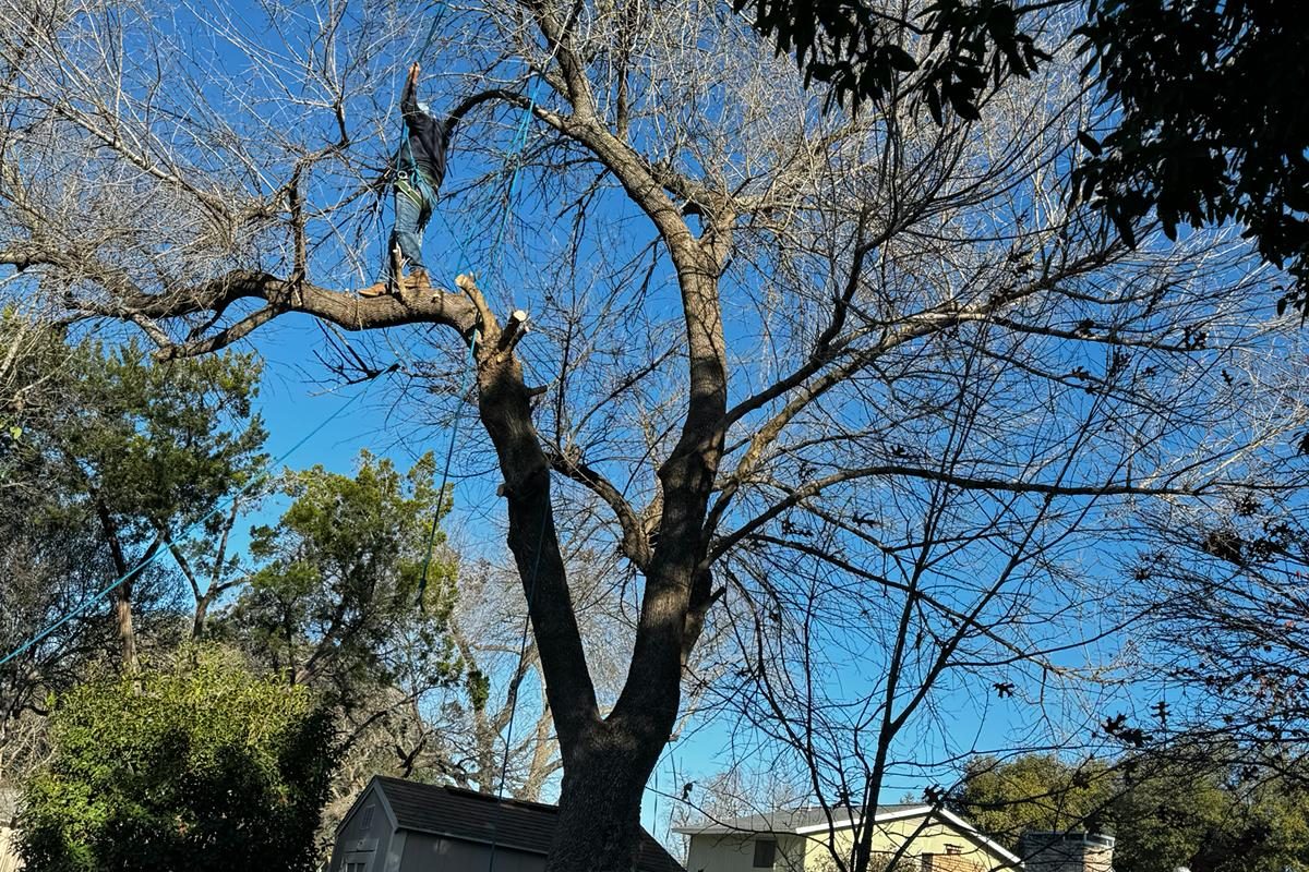 (11)